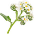 White heliotrope